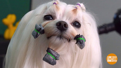 Зачем собаке папильотки? Доброе утро. Фрагмент