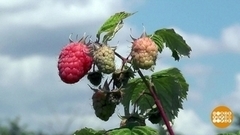 Ягодка ты моя! Доброе утро. Фрагмент