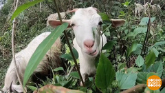 Козы против пожаров. Доброе утро. Фрагмент