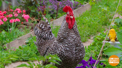 О чем кричат петухи? Доброе утро. Фрагмент