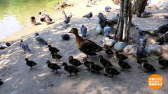 Утиный детский сад. Доброе утро. Фрагмент