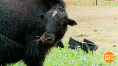 Зоотуры: в гости к якам и китам. Доброе утро. Суббота. Фрагмент