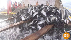 Ловись, рыбка! Доброе утро. Фрагмент