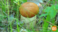 Лисички-сестрички, белый гриб — молодец! Доброе утро. Фрагмент