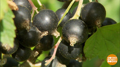 На вкус и цвет смородина разная! Доброе утро. Фрагмент