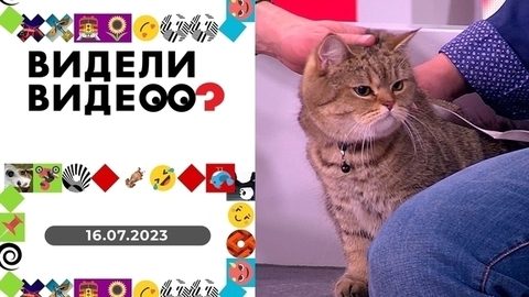 Торт в награду за двойку; самостоятельная кошка; папины дочки; бесценный пес и один день из жизни ласки. Видели видео?