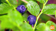 Выбираем чернику и голубику. Доброе утро. Фрагмент