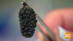 Тутовник, он же шелковица: вкусно, только пачкается… Доброе утро. Фрагмент