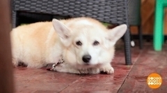 Прогулка с пожилой собакой. Доброе утро. Фрагмент