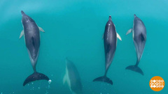 О чем свистят дельфины? О чем вздыхают киты? Доброе утро. Суббота. Фрагмент