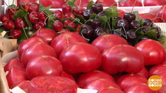 Правильные помидоры – какие? Доброе утро. Фрагмент