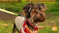 Прогулка в жару с маленькой собачкой. Доброе утро. Фрагмент