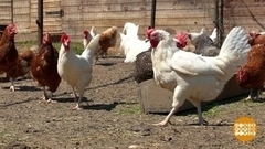 Курочки, не ссорьтесь! Доброе утро. Фрагмент