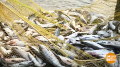 Лососевая путина: какая рыба вкуснее? Доброе утро. Фрагмент