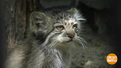 Хороши у нас котята! Доброе утро. Фрагмент