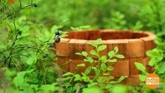 В лес по ягоды. Доброе утро. Фрагмент