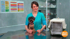 Собака едет на дачу. Доброе утро. Фрагмент