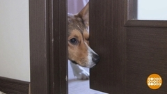 Хозяин — в отпуск, собака — в отель? Доброе утро. Фрагмент