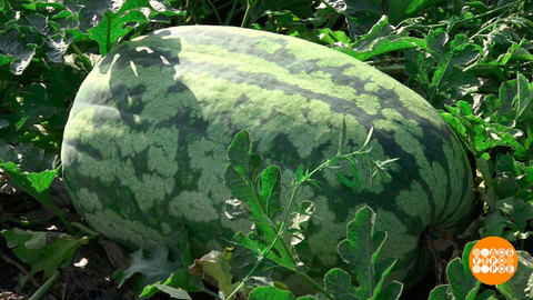 Арбузный батл: участники созрели! Доброе утро. Фрагмент