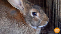 Чтобы кроли росли быстрее. Доброе утро. Фрагмент