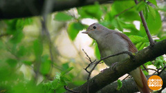 Птички, кыш с огорода! Доброе утро. Суббота. Фрагмент