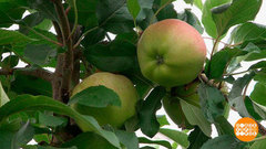 Эх, яблочко… Катись на хранение. Доброе утро. Фрагмент