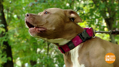 Без поводка — ни-ни! Доброе утро. Фрагмент