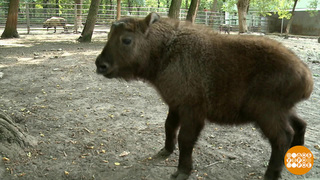 В гости к такин-мишми. Доброе утро. Фрагмент