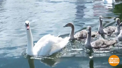 Лебеди Темзы. Доброе утро. Фрагмент