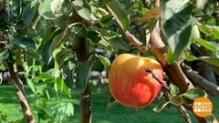 «Сады и люди» на ВДНХ. Доброе утро. Суббота. Фрагмент