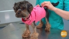 Охлаждающий жилет для собаки. Доброе утро. Фрагмент