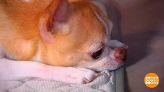 Гаджеты для животных: мерная ложка и не только. Доброе утро. Фрагмент