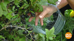 Дачные изобретения. Доброе утро. Фрагмент