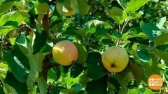 Урожай богатый? Надо поделиться! Доброе утро. Фрагмент