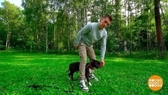 Собака: «а я в домике»! Доброе утро. Фрагмент