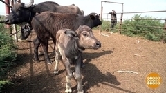 На буйволиной ферме. Доброе утро. Фрагмент