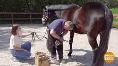 Маникюр для лошадки. Доброе утро. Фрагмент