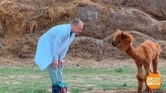 Айболит 2023. Доброе утро. Фрагмент