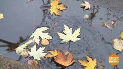 Сентябрь: не то лето, не то осень… Доброе утро. Суббота. Фрагмент