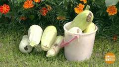 С дачи — домой! Доброе утро. Суббота. Фрагмент