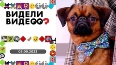 Забастовка у миски; котенок в метро; хозяйственный дог. Видели видео?