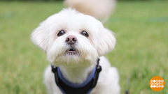 Успокойся, песик! Доброе утро. Фрагмент