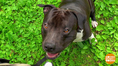 Песик, на здоровье! Но — из рук хозяина. Доброе утро. Фрагмент