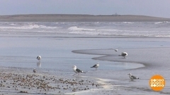 Ловись, рыбка! Корзиной… Доброе утро. Фрагмент