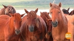 Забайкальские степи: что ни камень — то легенда. Доброе утро. Суббота. Фрагмент