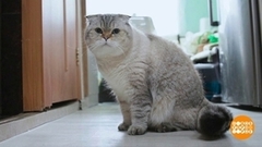 Я несу с собой кота… Доброе утро. Фрагмент