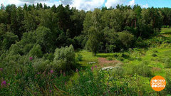 Лес? Чем больше — тем лучше! Доброе утро. Фрагмент