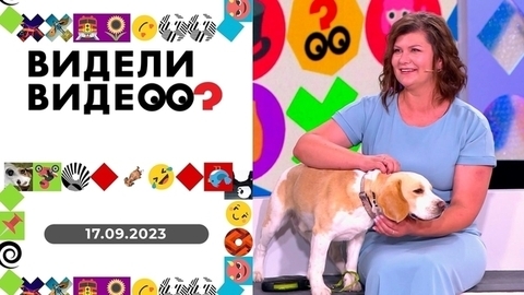 кот и суп, похититель перчаток, сон под гипнозом. Видели видео?