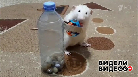 Крыса-чемпион. Видели видео? Фрагмент