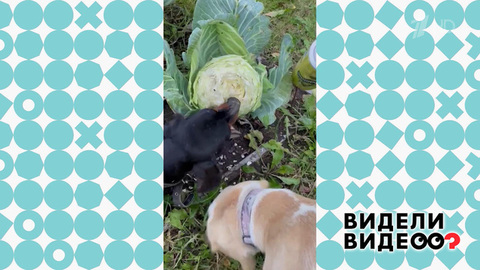 ЗОЖ для таксы. Видели видео? Фрагмент